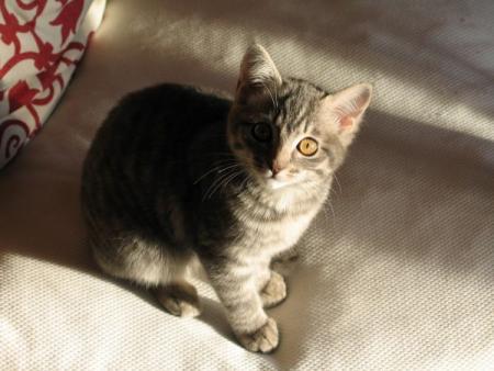 mitsy